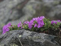 Pizzo Segade - FOTOGALLERY